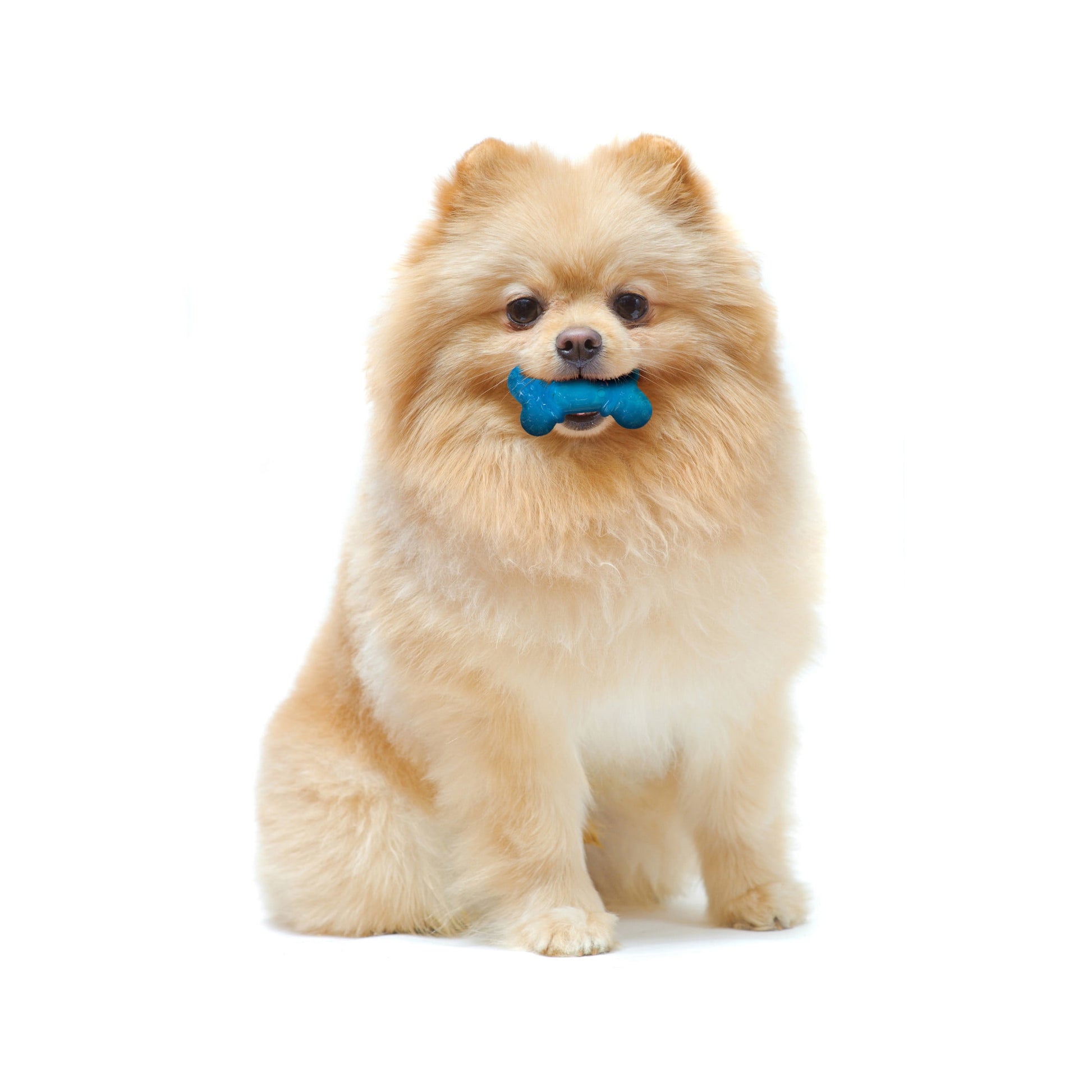 Flexi Chew Bone Dog Toy - Peanut Butter & Bacon Flavor, Xx-Small, 2 Count - Perfect for Small Dogs!